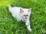 Pistachio - Ragdoll Kitten For Sale - Midland, NC, US