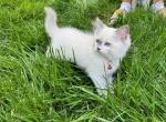 Winston - Ragdoll Kitten For Sale - 