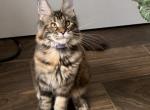 Tortie - Maine Coon Kitten For Sale - Johns Creek, GA, US