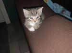 Baby kittens - Egyptian Mau Kitten For Adoption - PA, US