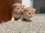 Munchkin Kittens - Munchkin Kitten For Sale - Ronkonkoma, NY, US