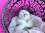 Rose - Scottish Fold Kitten For Sale - Kent, WA, US