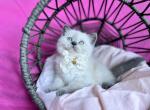 Mia - Scottish Fold Kitten For Sale - 