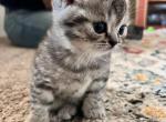 Jelly - Scottish Straight Kitten For Sale - Noblesville, IN, US