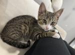 Leo - Domestic Kitten For Sale - Philadelphia, PA, US