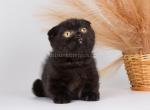 Dgudekk scottish kilt munchkin fold short legs - Munchkin Kitten For Sale - CA, US