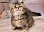 Mashka munchkin standard golden ticked short leg - Munchkin Kitten For Sale - CA, US