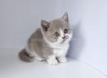 Azurit munchkin standard fawn bicolor short legs - Munchkin Kitten For Sale - CA, US