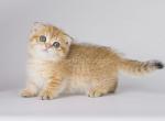 Pakna tiny munchkin orange golden Scottish kilt - Munchkin Kitten For Sale - CA, US