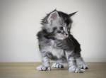 Butler - Maine Coon Kitten For Sale - 