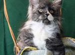 Jango - Maine Coon Kitten For Sale - Hollywood, FL, US