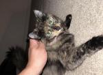 Maya - Domestic Cat For Adoption - Vancouver, WA, US