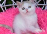 Bibi - Scottish Straight Kitten For Sale - 