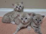 three musketeers - Bengal Kitten For Sale - Front Royal, VA, US