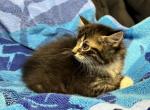 Maine Coon Kittens - Maine Coon Kitten For Sale - Chicopee, MA, US