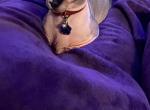 Standard Bambino Litter - Sphynx Kitten For Sale - NC, US