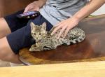 Savannah kittens 2nd litter - Savannah Kitten For Sale - Charlotte, NC, US