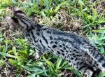 Savannah F3 - Savannah Kitten For Sale - Charlotte, NC, US