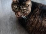 Misfit - Domestic Cat For Adoption - Jacksonville, FL, US