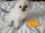 Blue Pointed Ragamuffin Kitten - Ragamuffin Kitten For Sale - 