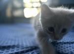 Barry and misty - American Shorthair Kitten For Sale - Brockton, MA, US