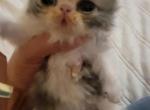 Female Persian - Persian Kitten For Sale - 