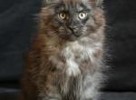 Yoshi Nordwind Forest - Maine Coon Kitten For Sale - Glenview, IL, US