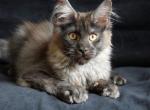 Yolie Nordwind Forest - Maine Coon Kitten For Sale - Glenview, IL, US