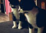 Twins Itchy and Scratchy - British Shorthair Kitten For Sale - Fairless Hills, PA, US