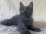 Casper Maine Coon male blue - Maine Coon Kitten For Sale - Miami, FL, US