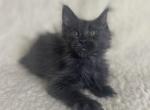 Betty Maine Coon female blue - Maine Coon Kitten For Sale - Miami, FL, US