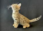 Zeus - Bengal Kitten For Sale - 