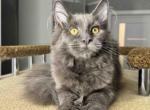 Shanty Maine Coon female blue - Maine Coon Kitten For Sale - Miami, FL, US