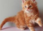 Zefirchik Maine Coon male red ticked tabby - Maine Coon Kitten For Sale - Miami, FL, US