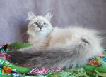 Solomia Siberian female seal tabby pointed - Siberian Kitten For Sale - Miami, FL, US