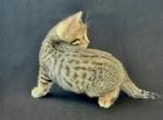 Aslan - Bengal Kitten For Sale - Versailles, KY, US