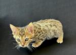 Simba - Bengal Kitten For Sale - Versailles, KY, US