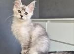 Rikki Maine Coon male black silver ticked tabby - Maine Coon Kitten For Sale - Miami, FL, US