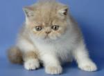 Bonita Exotic female cream spotted tabby - Exotic Kitten For Sale - Miami, FL, US