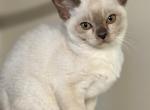 Catherine Zeta Lones - European Burmese Kitten For Sale - 