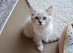 Max - Ragdoll Kitten For Sale - Dallas, TX, US