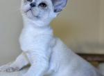 Caramella - Burmese Kitten For Sale - ID, US