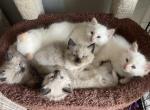 Kittens Balinese - Balinese Kitten For Sale - 