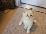 Tigger - Ragdoll Kitten For Sale - Dallas, TX, US