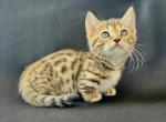 Napoleon - Munchkin Kitten For Sale - Versailles, KY, US