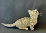 Bug - Munchkin Kitten For Sale - Versailles, KY, US