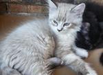 Boo - Ragdoll Kitten For Sale - Dallas, TX, US