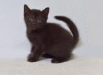 Amur Scottish Straight male chocolate - Scottish Straight Kitten For Sale - Miami, FL, US