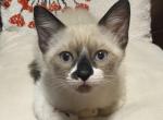 Charlie - Siamese Kitten For Adoption - Tucson, AZ, US