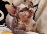 Camila Canadian Sphynx female black tortie - Sphynx Kitten For Sale - Miami, FL, US